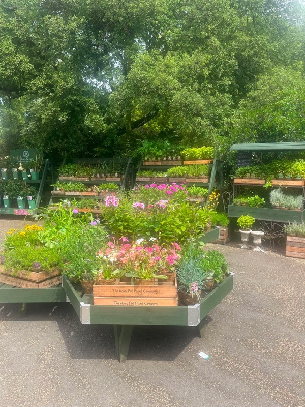 Planter og blomster til salgs ved suvenirbutikken på Osborne