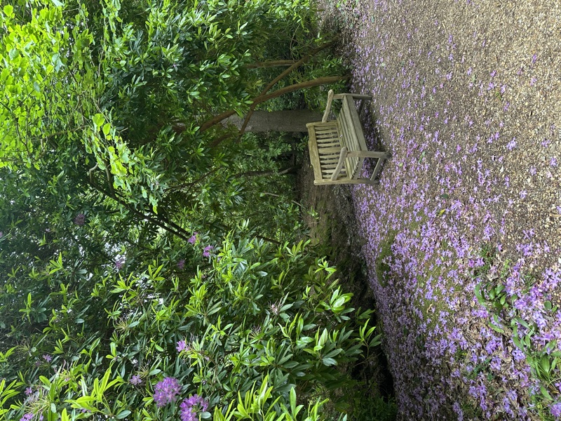 Benk i parken med nedfalne blomsterblader